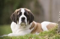 Leucopenia - diminuição da contagem de glóbulos brancos em cães