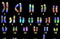 32 хромосоми.  Хромосоми людини.  Репродукція хромосом про- та еукаріотів, взаємозв'язок з клітинним циклом
