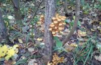 Que cogumelos crescem em uma floresta de pinheiros?Cogumelos Porcini em musgo