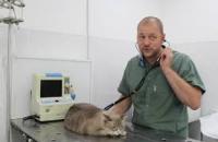 Przyczyny biegunki spowodowanej suchą karmą u kotów Przyczyny i leczenie żółtego stolca u kota