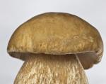 White mushroom - where they grow, description, photo