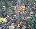 Ce ciuperci cresc într-o pădure de pini Ciuperci porcini în mușchi