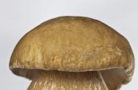 White mushroom - where they grow, description, photo