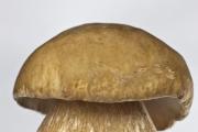 Cogumelo branco - onde crescem, descrição, foto
