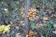 Какви гъби растат в борова гора? Манатарки в мъх