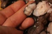 Gatimi i oktapodit të skuqur, një recetë e thjeshtë me foto